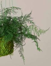 Load image into Gallery viewer, Preserved Fern Kokedama