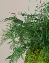 Load image into Gallery viewer, Preserved Fern Kokedama