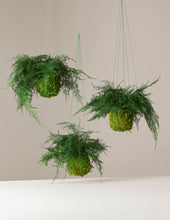 Load image into Gallery viewer, Preserved Fern Kokedama