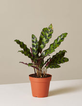 Load image into Gallery viewer, Calathea Rattlesnake