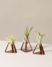 Load image into Gallery viewer, Air Plant Trio