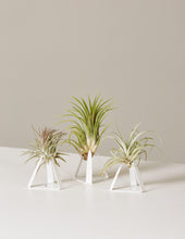 Load image into Gallery viewer, Air Plant Trio