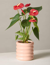 Load image into Gallery viewer, Red Anthurium