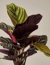 Load image into Gallery viewer, Calathea Pinstripe