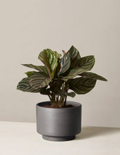 Load image into Gallery viewer, Calathea Pinstripe