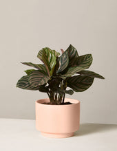 Load image into Gallery viewer, Calathea Pinstripe