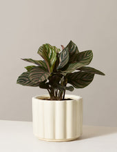 Load image into Gallery viewer, Calathea Pinstripe