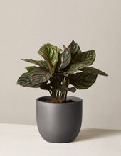 Load image into Gallery viewer, Calathea Pinstripe