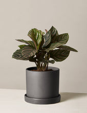 Load image into Gallery viewer, Calathea Pinstripe