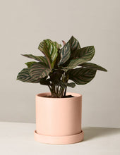 Load image into Gallery viewer, Calathea Pinstripe