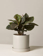 Load image into Gallery viewer, Calathea Pinstripe