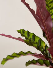 Load image into Gallery viewer, Calathea Rattlesnake