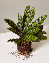 Load image into Gallery viewer, Calathea Rattlesnake