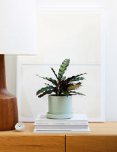 Load image into Gallery viewer, Calathea Rattlesnake