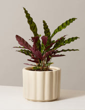 Load image into Gallery viewer, Calathea Rattlesnake