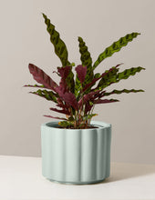 Load image into Gallery viewer, Calathea Rattlesnake