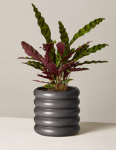 Load image into Gallery viewer, Calathea Rattlesnake