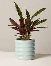 Load image into Gallery viewer, Calathea Rattlesnake