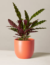 Load image into Gallery viewer, Calathea Rattlesnake