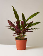 Load image into Gallery viewer, Calathea Rattlesnake