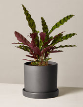 Load image into Gallery viewer, Calathea Rattlesnake