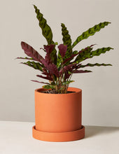 Load image into Gallery viewer, Calathea Rattlesnake