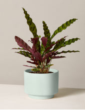 Load image into Gallery viewer, Calathea Rattlesnake