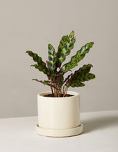 Load image into Gallery viewer, Calathea Rattlesnake