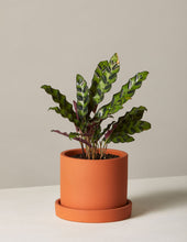 Load image into Gallery viewer, Calathea Rattlesnake