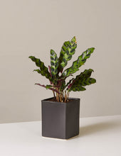 Load image into Gallery viewer, Calathea Rattlesnake