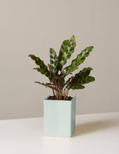 Load image into Gallery viewer, Calathea Rattlesnake