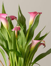 Load image into Gallery viewer, Calla Lily
