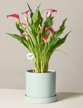 Load image into Gallery viewer, Calla Lily