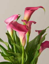 Load image into Gallery viewer, Calla Lily