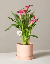 Load image into Gallery viewer, Calla Lily