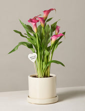 Load image into Gallery viewer, Calla Lily