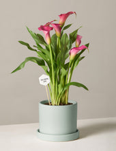 Load image into Gallery viewer, Calla Lily