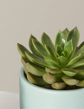 Load image into Gallery viewer, Echeveria