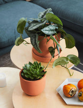 Load image into Gallery viewer, Echeveria