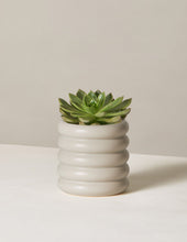 Load image into Gallery viewer, Echeveria