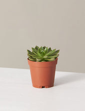 Load image into Gallery viewer, Echeveria