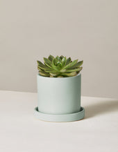 Load image into Gallery viewer, Echeveria