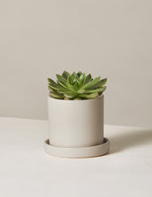 Load image into Gallery viewer, Echeveria