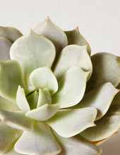 Load image into Gallery viewer, Echeveria Lola
