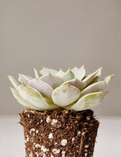 Load image into Gallery viewer, Echeveria Lola