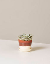 Load image into Gallery viewer, Echeveria Lola