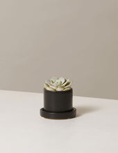 Load image into Gallery viewer, Echeveria Lola