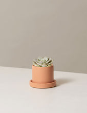 Load image into Gallery viewer, Echeveria Lola