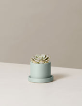 Load image into Gallery viewer, Echeveria Lola