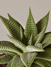 Load image into Gallery viewer, Plant Parent Set